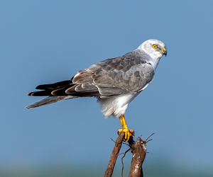 Хулд (Хээрийн хулд, Хээрийн цагаан элэгт)